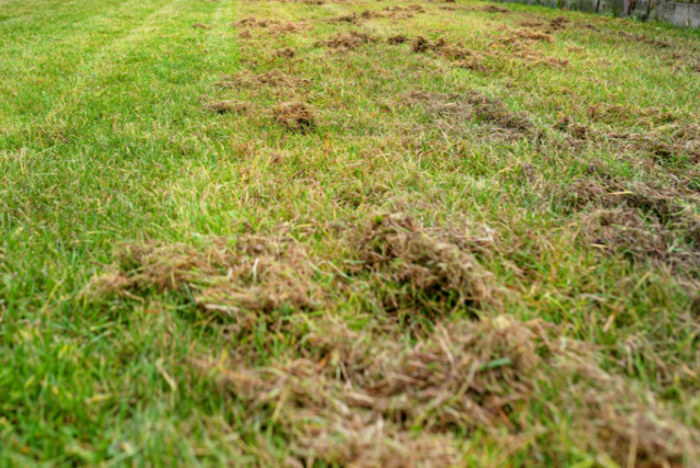 Scarifying your lawn.